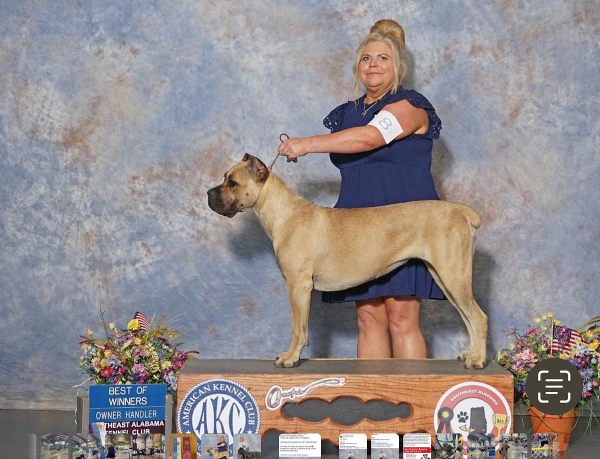 Cane Corso Puppies breeder image 3
