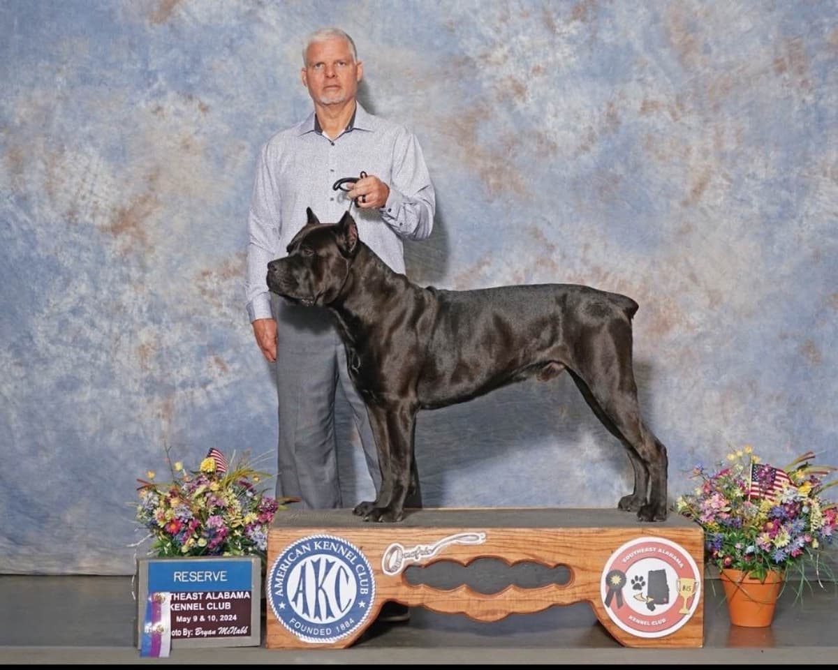 Cane Corso Puppies breeder image 4