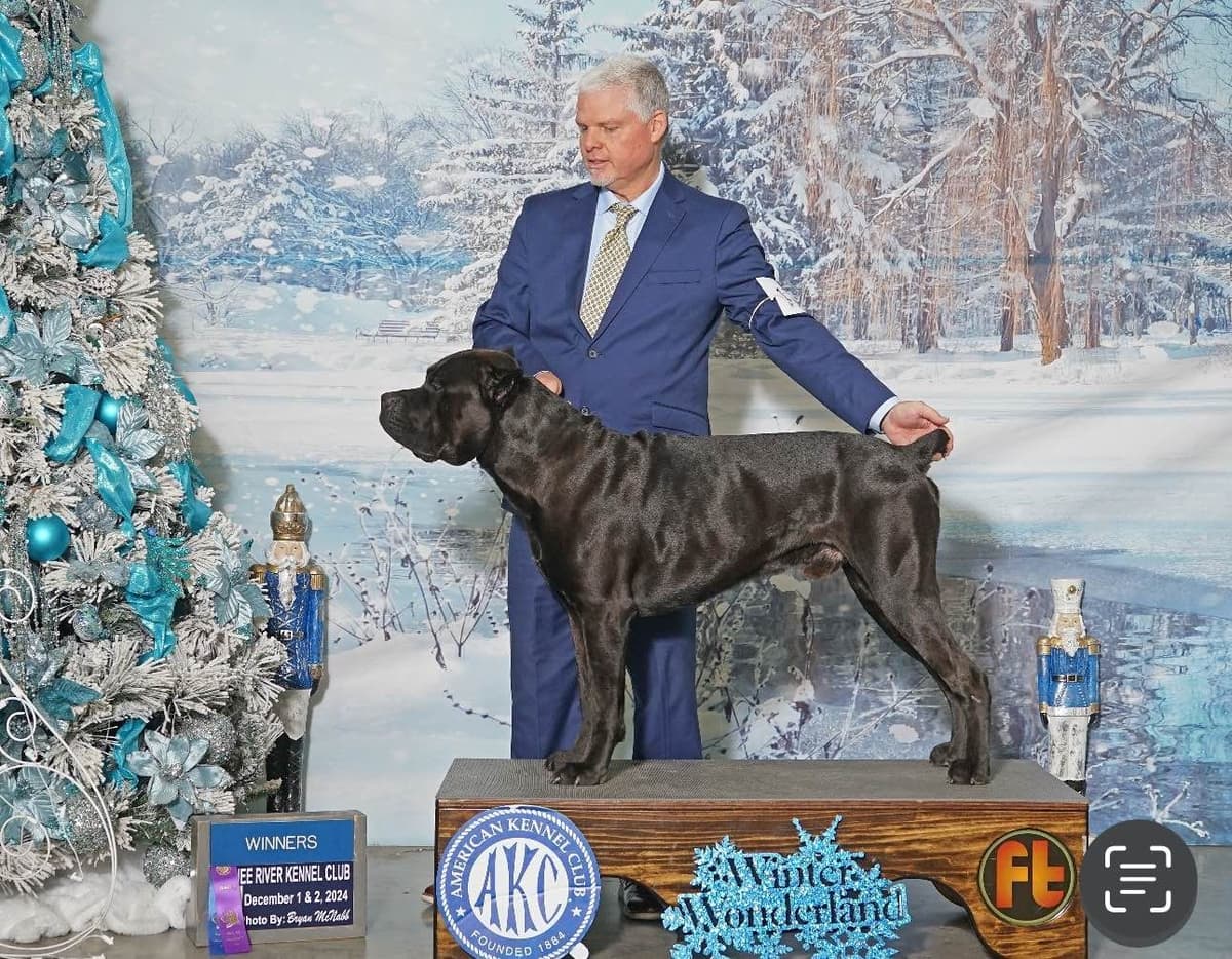 Cane Corso Puppies breeder image 5
