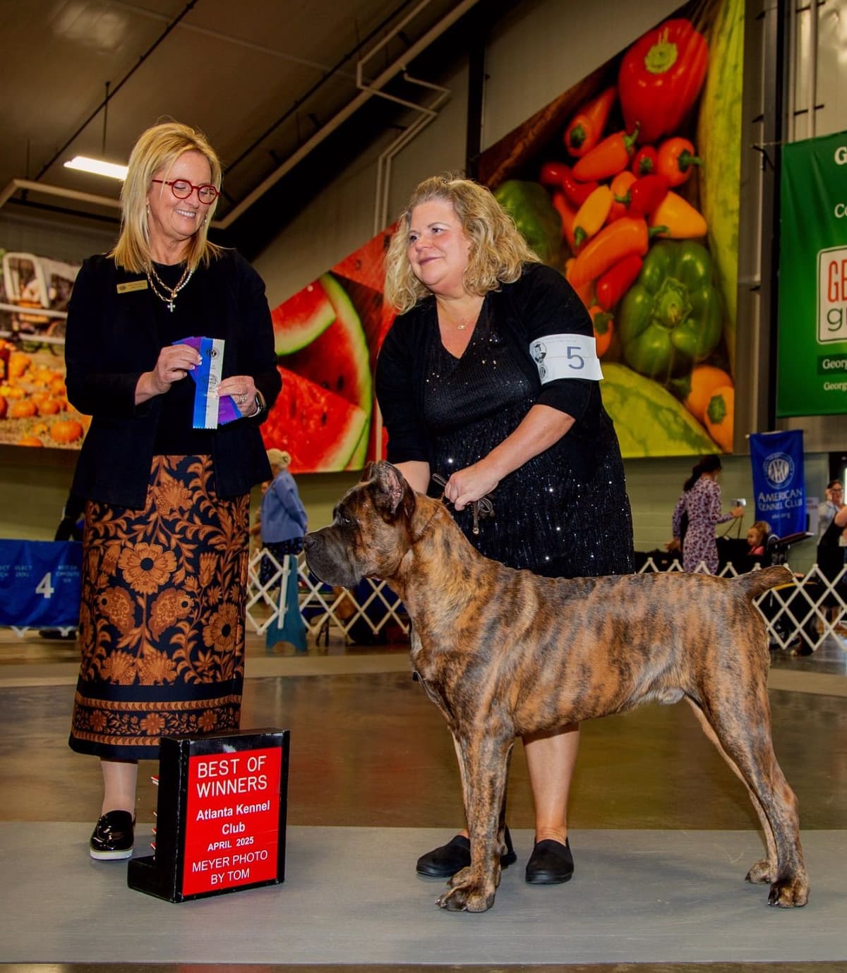 Cane Corso Puppies breeder image 8