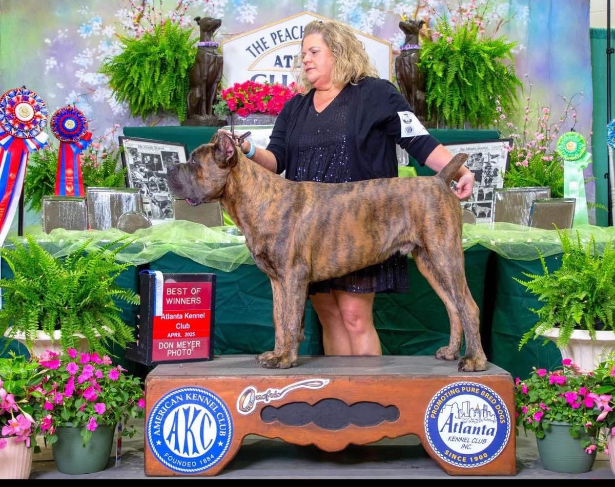 Cane Corso Puppies breeder image 9