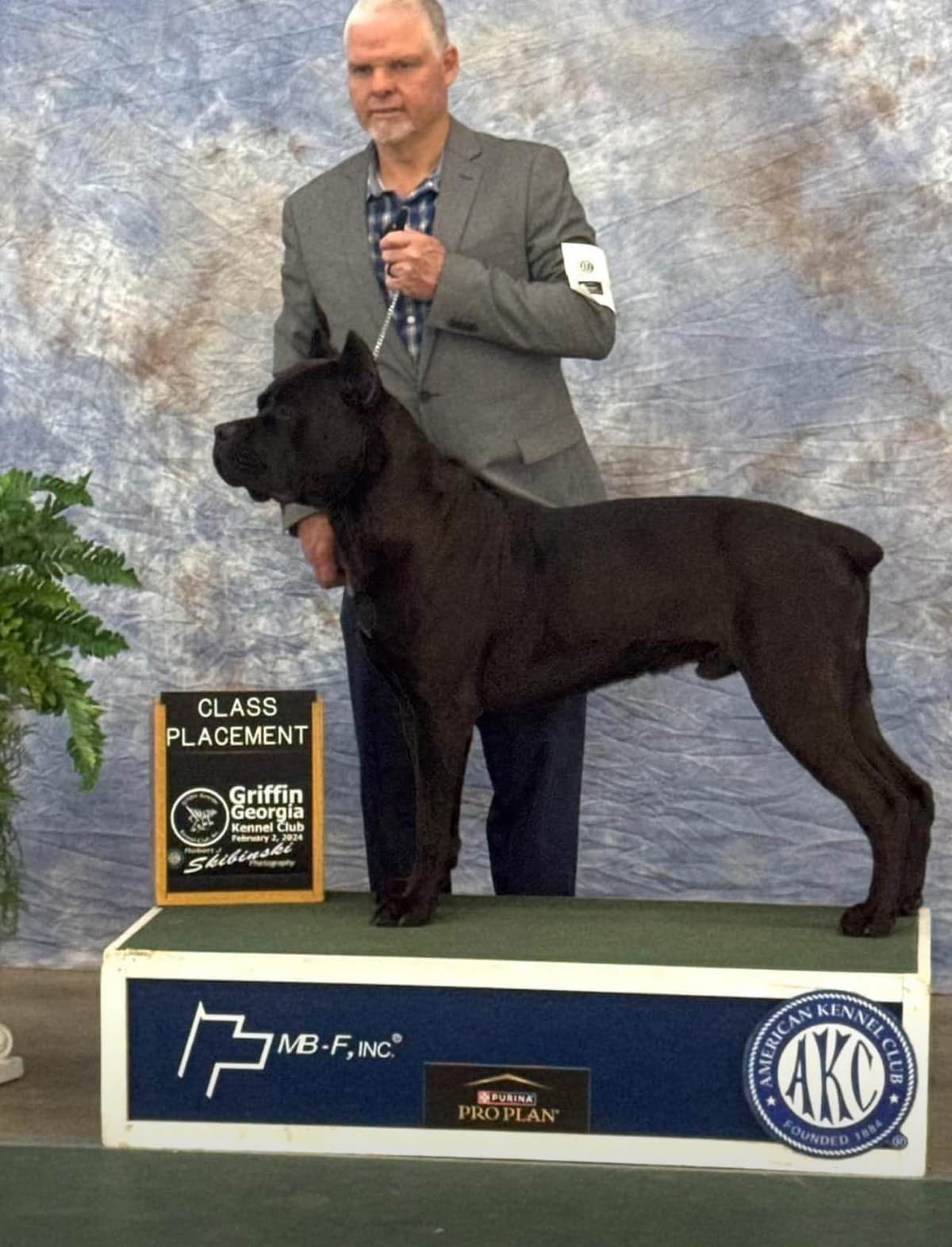 Cane Corso Puppies breeder image 11