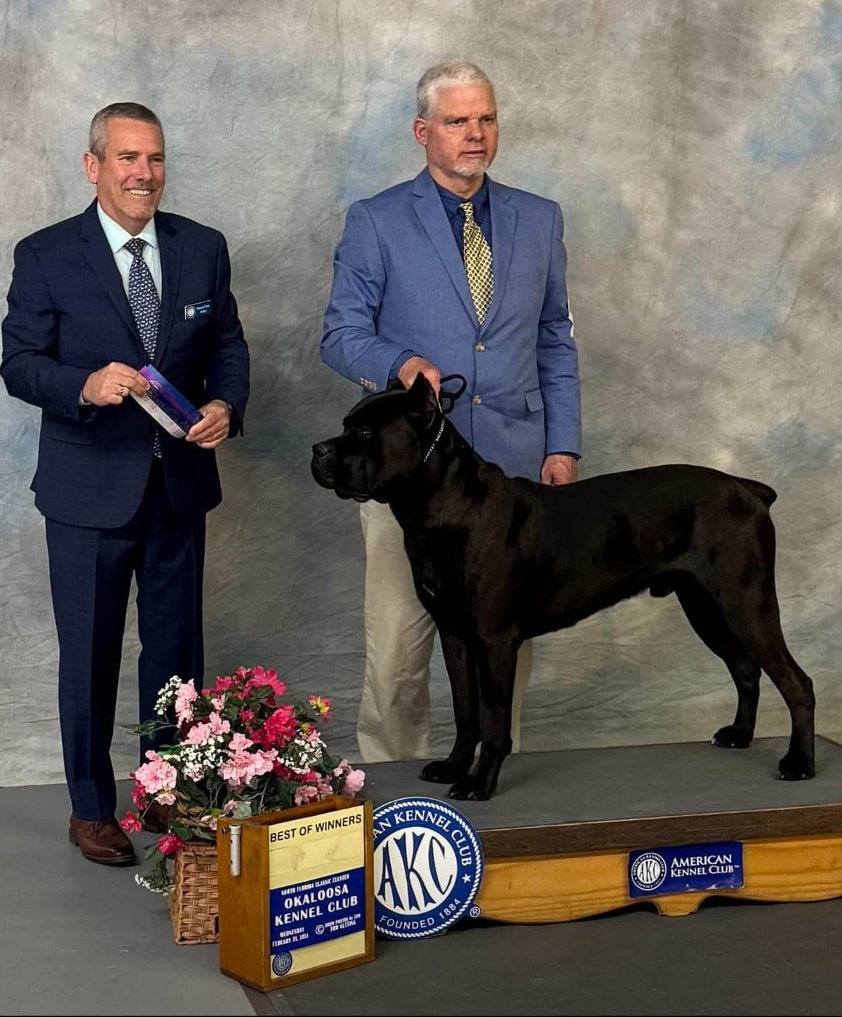 Cane Corso Puppies breeder image 20