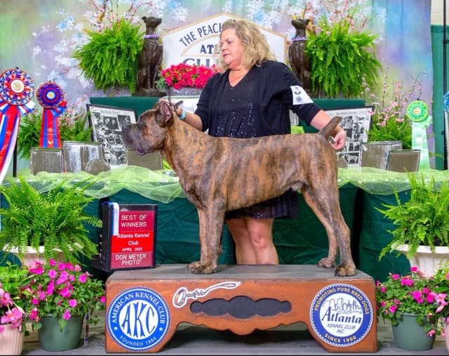 Cane Corso Puppies media 4
