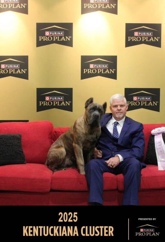 Cane Corso Puppies media 5