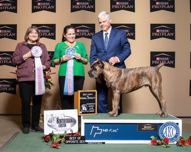 Cane Corso Puppies media 6
