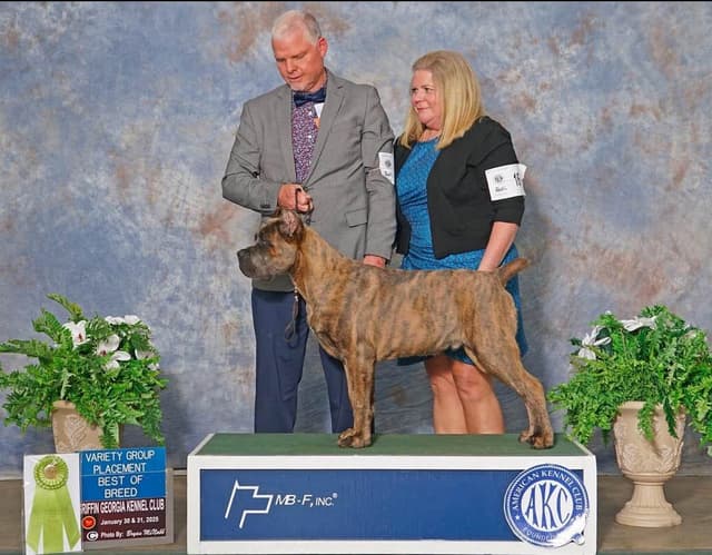 Cane Corso Puppies media 8
