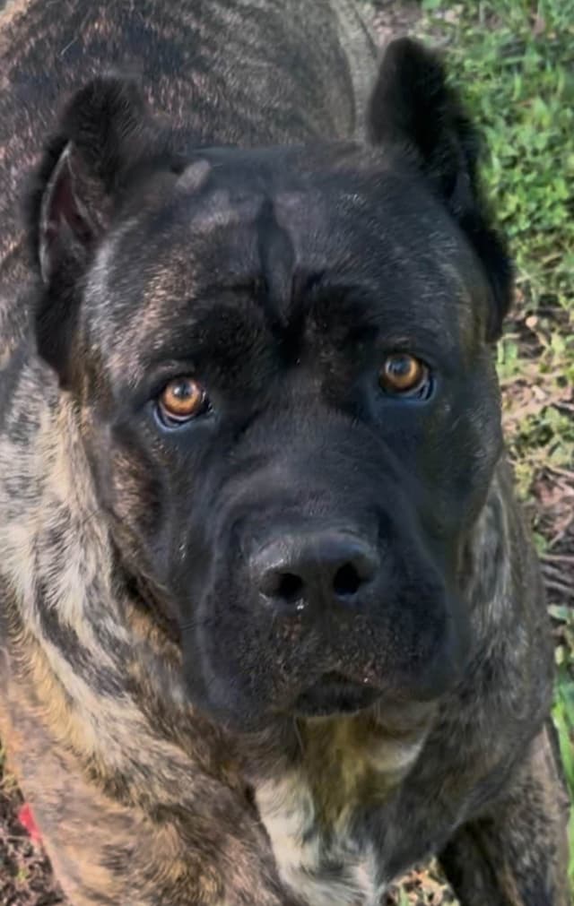 Cane Corso Puppies media 9