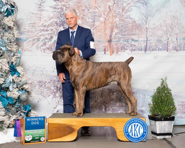 Cane Corso Puppies media 10