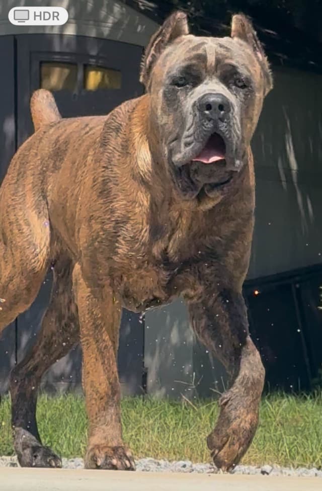 Cane Corso Puppies media 11