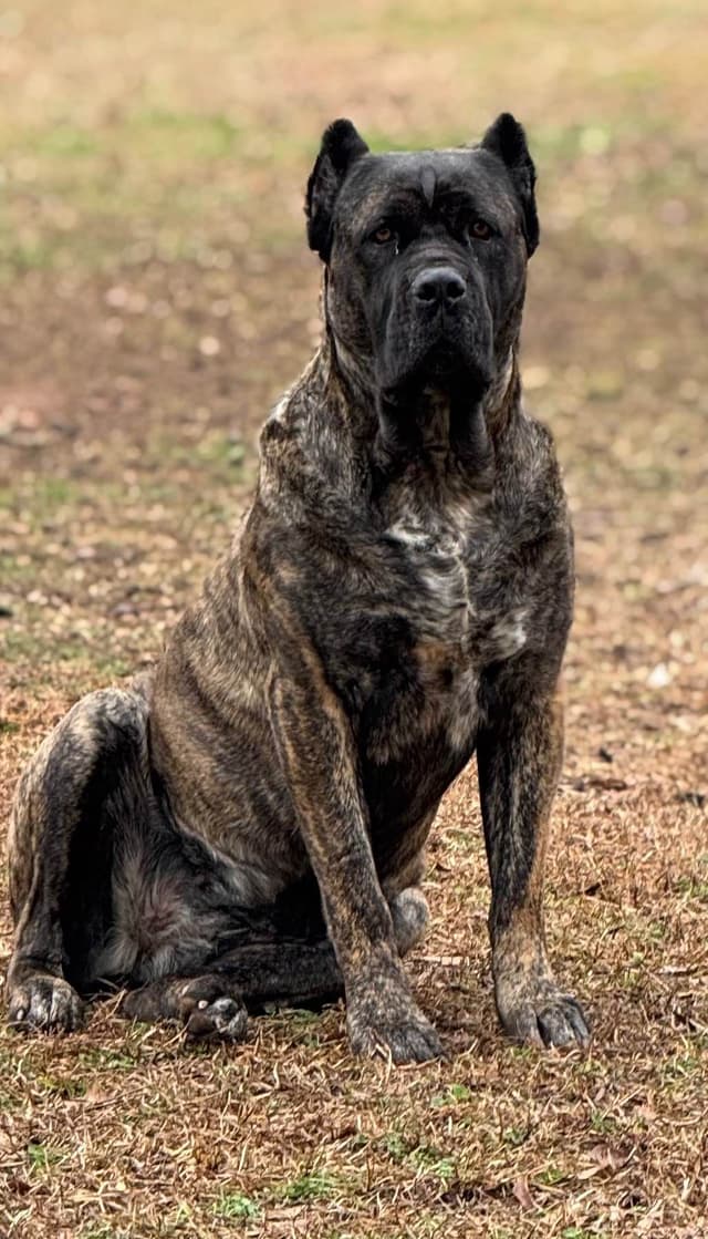 Cane Corso Puppies media 12