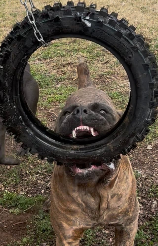 Cane Corso Puppies media 13