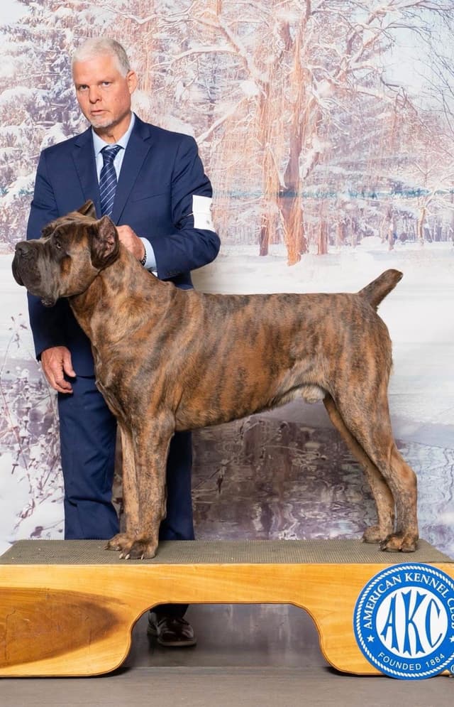 Cane Corso Puppies media 14