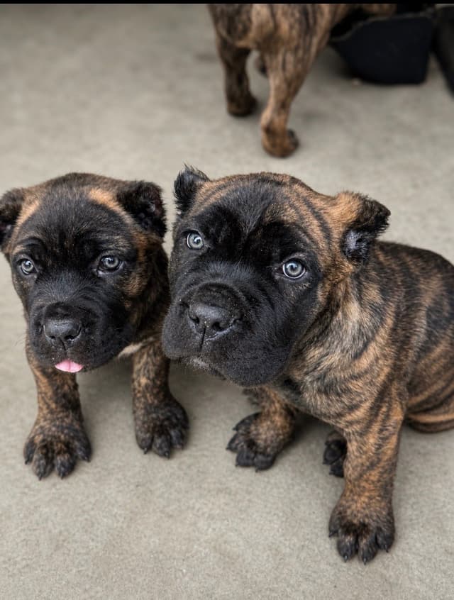 Cane Corso Puppies media 2