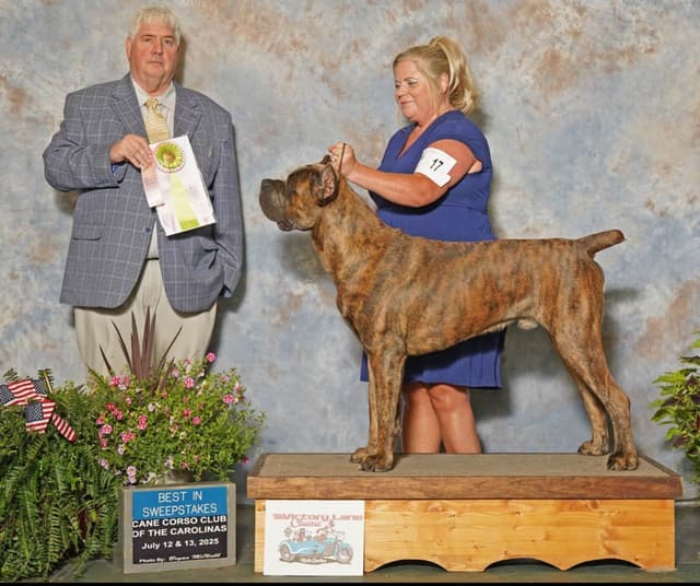 Cane Corso Puppies media 16