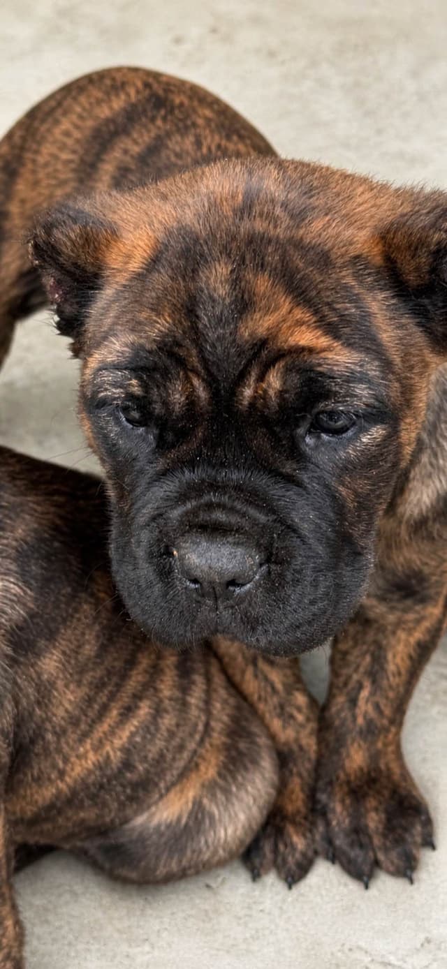 Cane Corso Puppies media 3