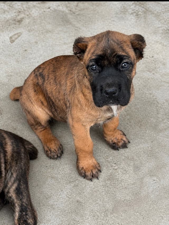 Cane Corso Puppies media 18