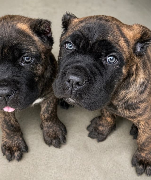 Cane Corso Puppies media 19