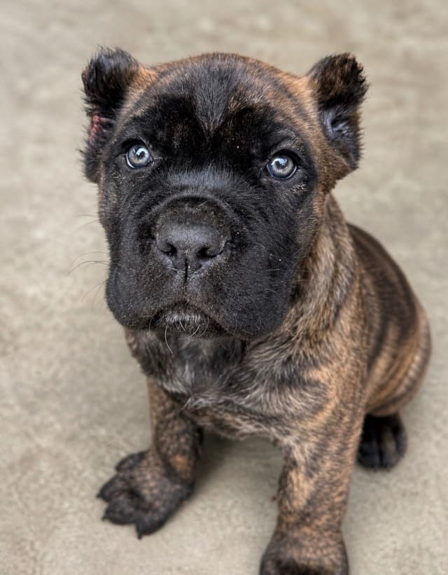 Cane Corso Puppies media 21