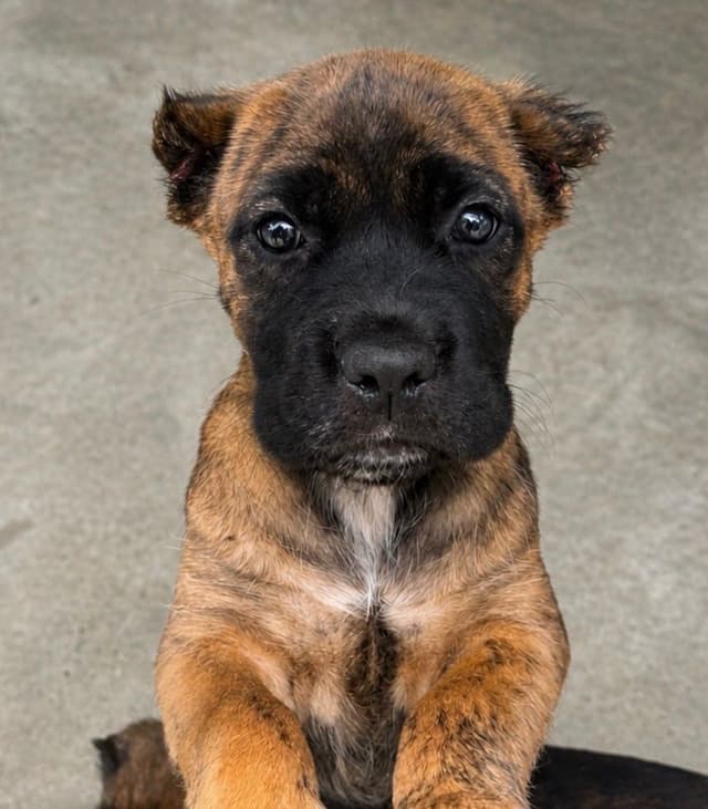 Cane Corso Puppies media 23