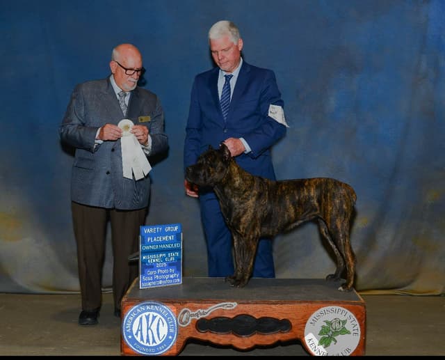 Cane Corso Puppies media 27