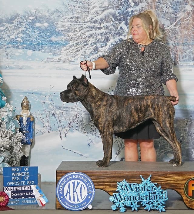 Cane Corso Puppies media 28