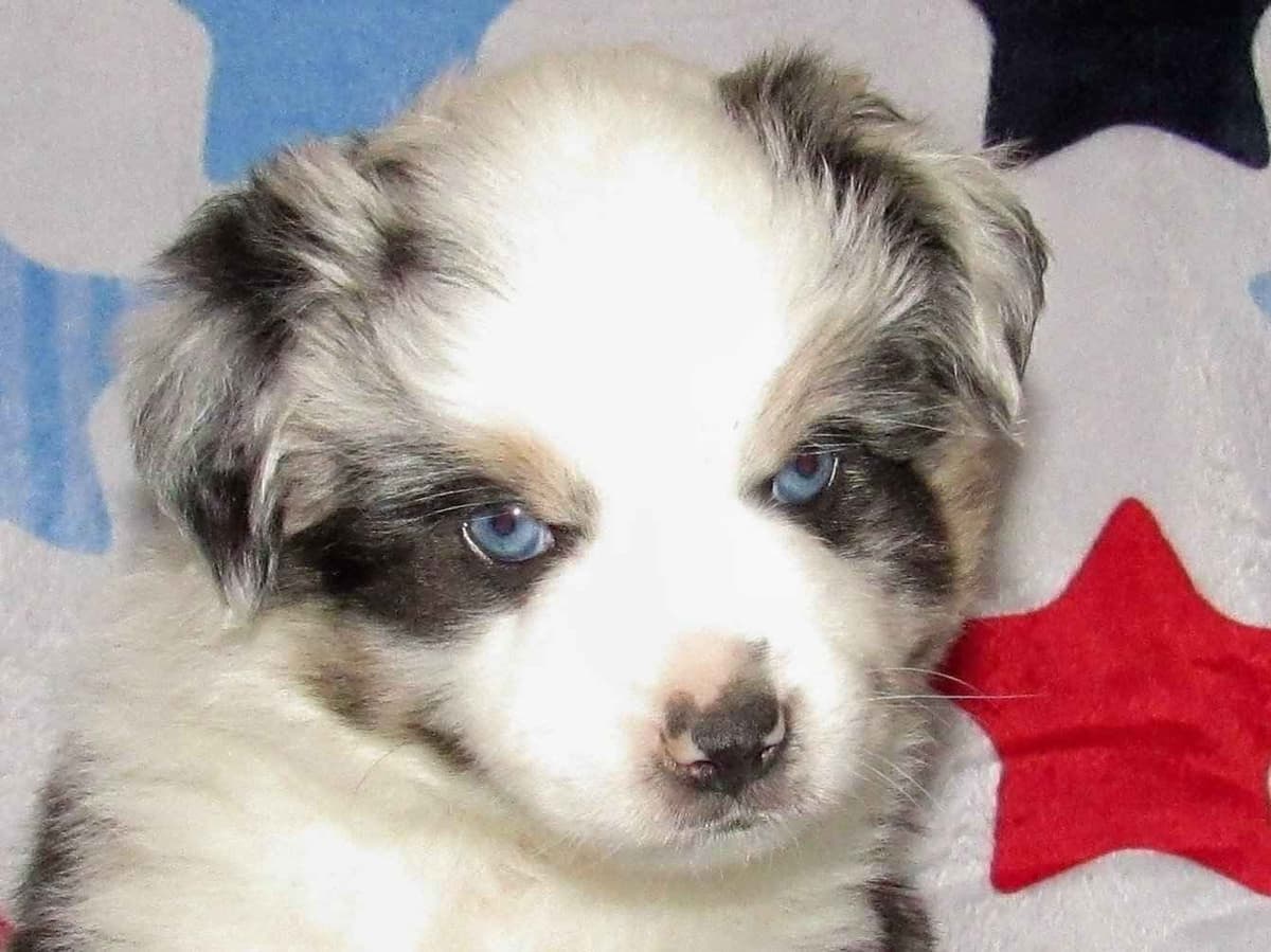 CALL/TEXT (540) 222-2637 CIRCLE A FARM breeder image 1
