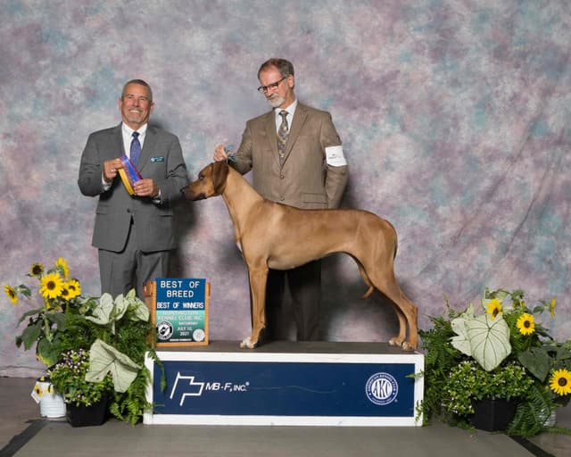 Rhodesian Ridgeback Puppies media 3