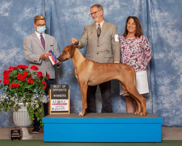 Rhodesian Ridgeback Puppies media 4