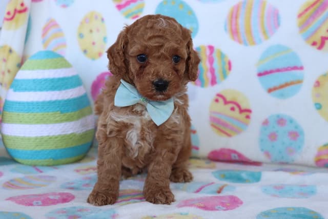 Poodle Puppies media 2