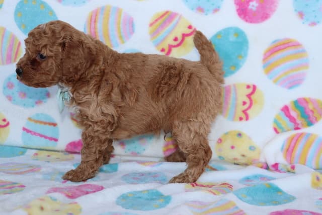 Poodle Puppies media 3
