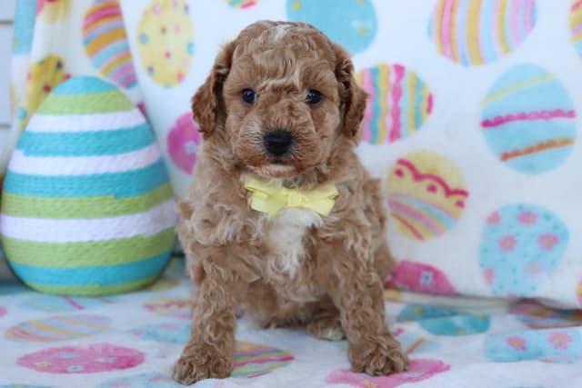 Poodle Puppies media 4