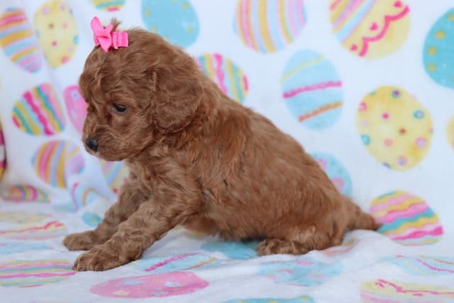 Poodle Puppies media 5