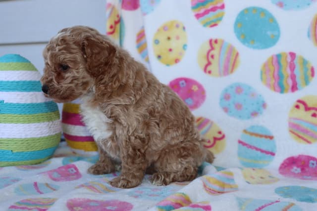 Poodle Puppies media 6