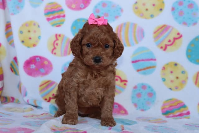 Poodle Puppies media 7