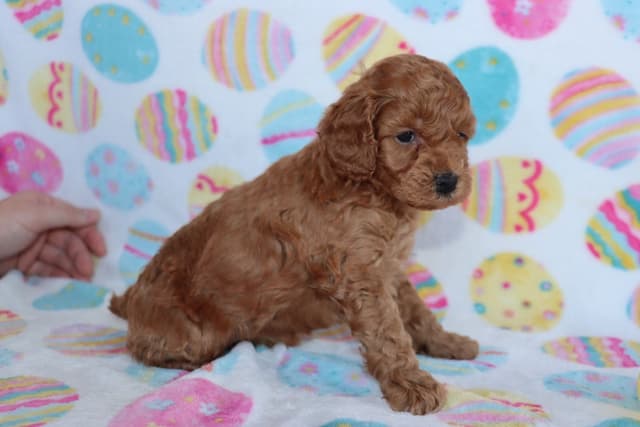 Poodle Puppies media 8
