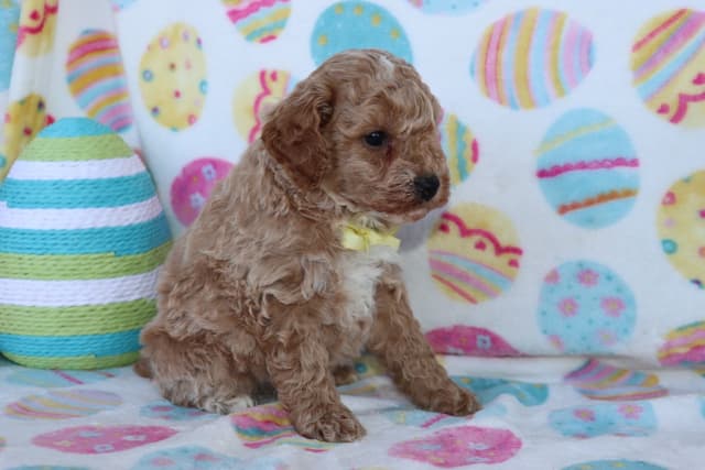 Poodle Puppies media 9