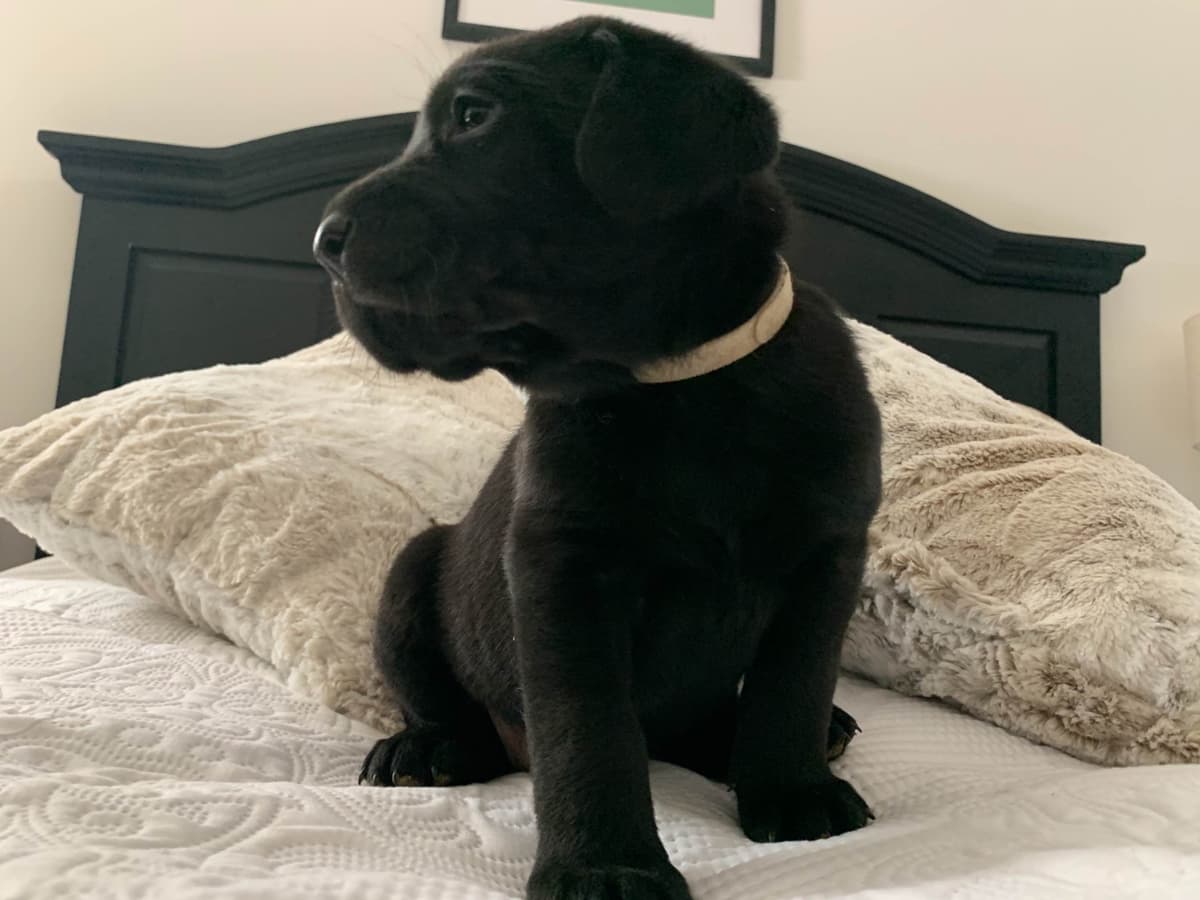 Labrador Retriever Puppies breeder image 1