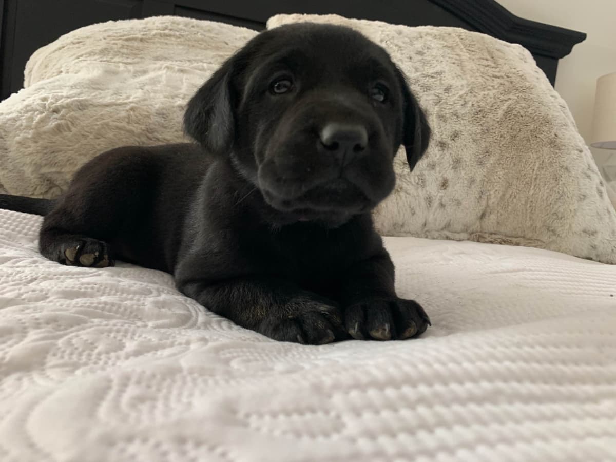 Labrador Retriever Puppies breeder image 3
