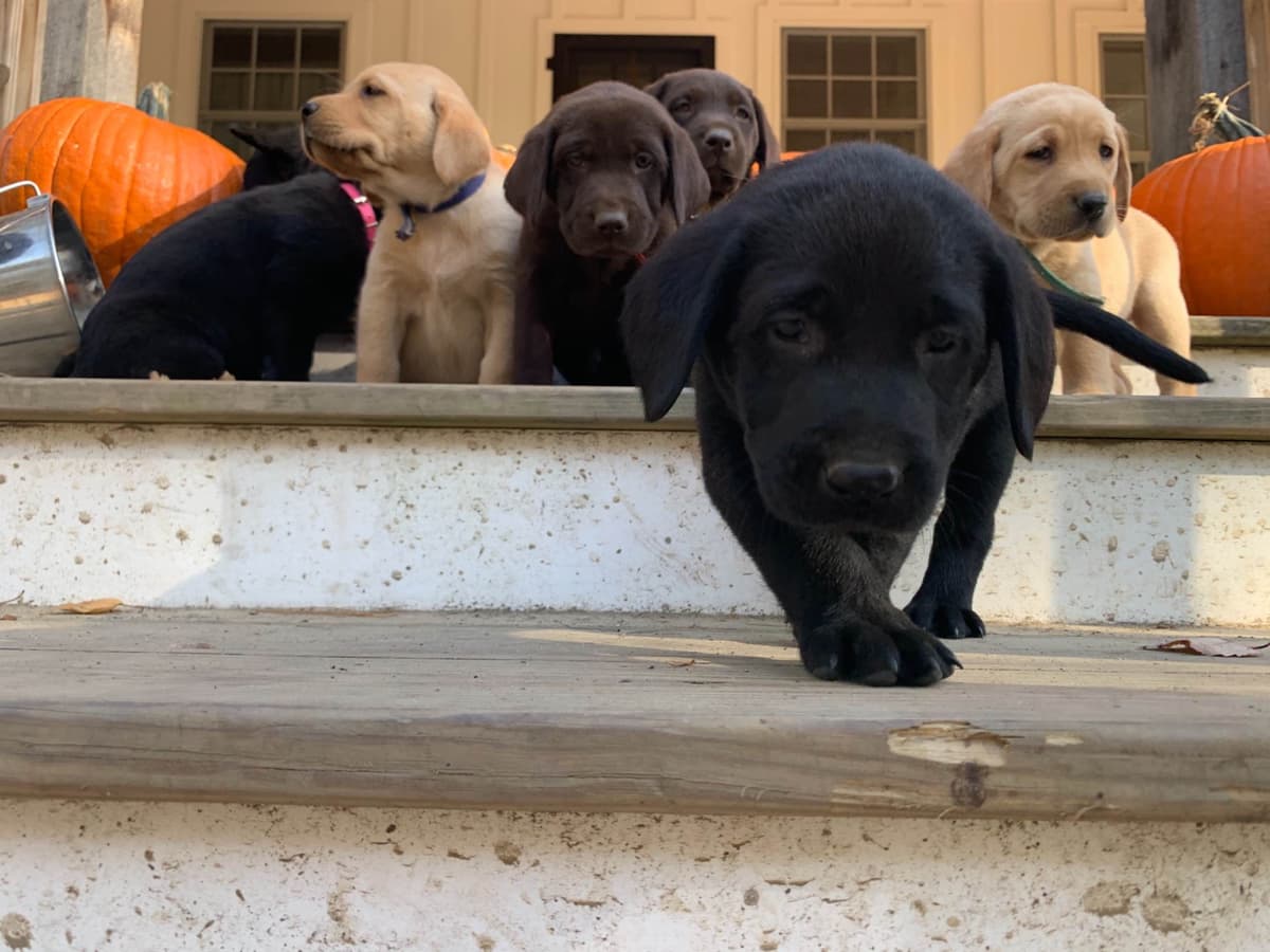 Labrador Retriever Puppies breeder image 5
