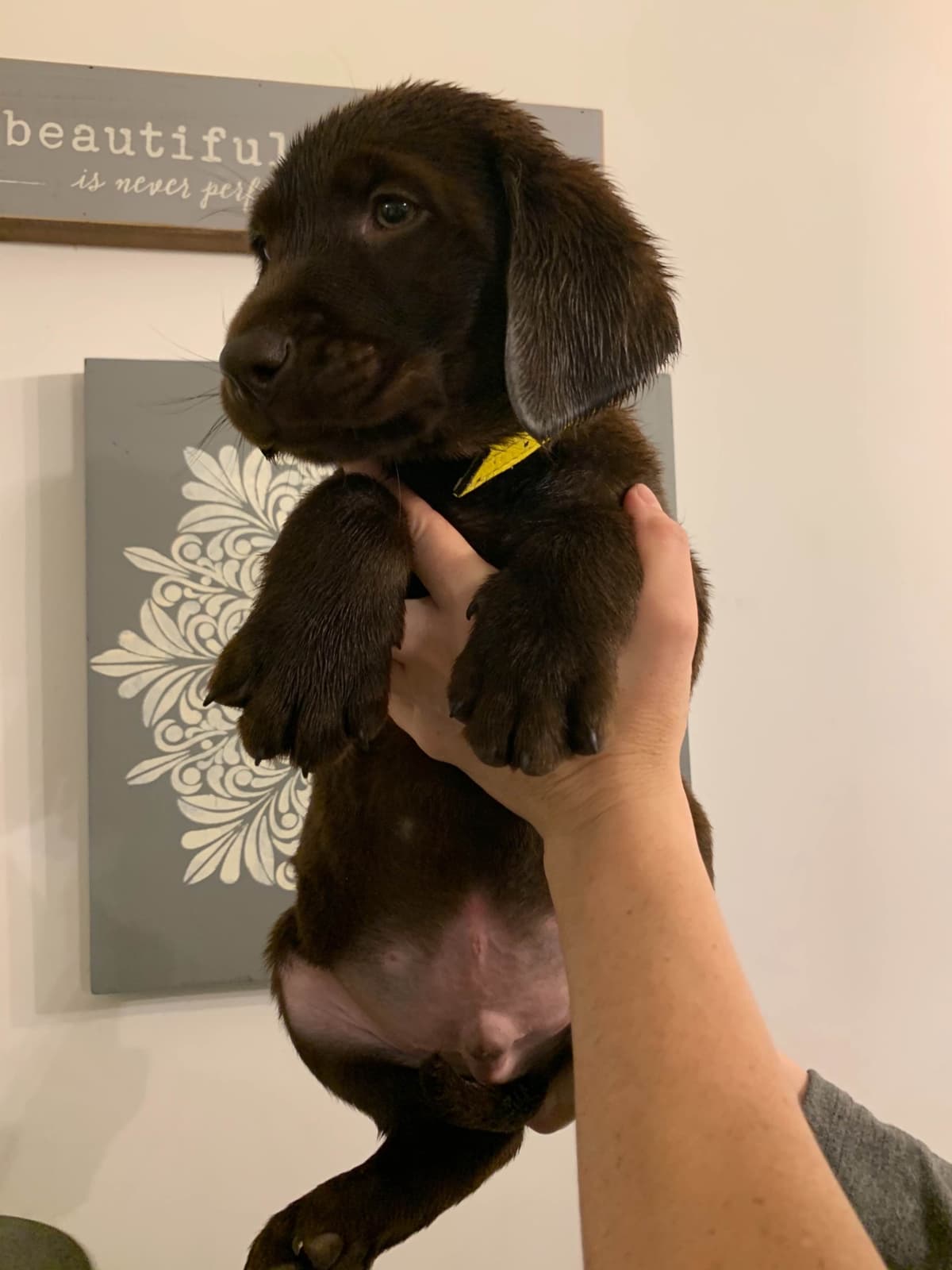 Labrador Retriever Puppies breeder image 8