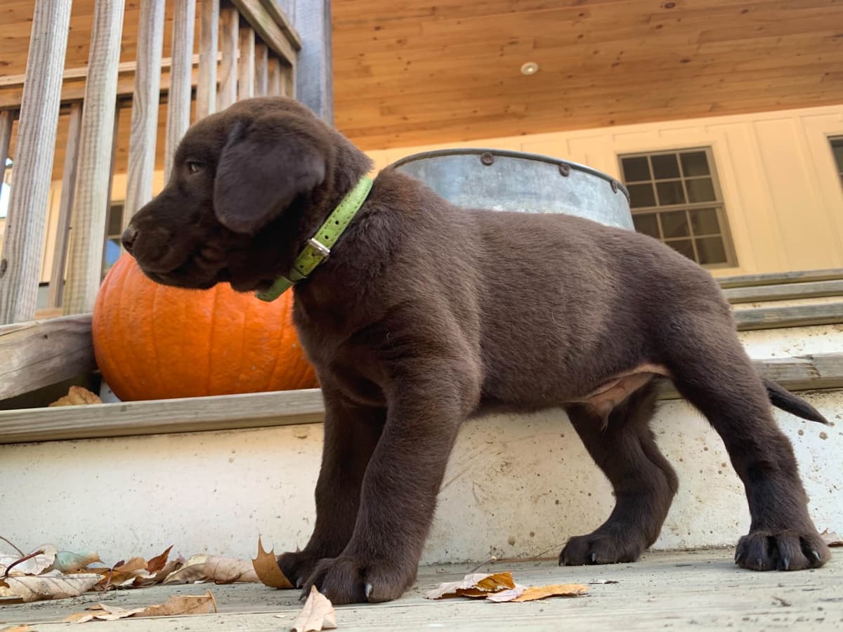 Labrador Retriever Puppies breeder image 10
