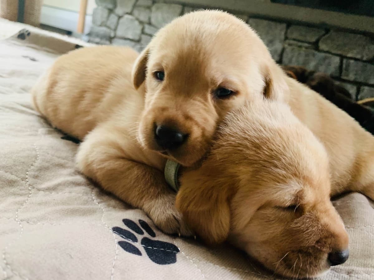 Labrador Retriever Puppies breeder image 9