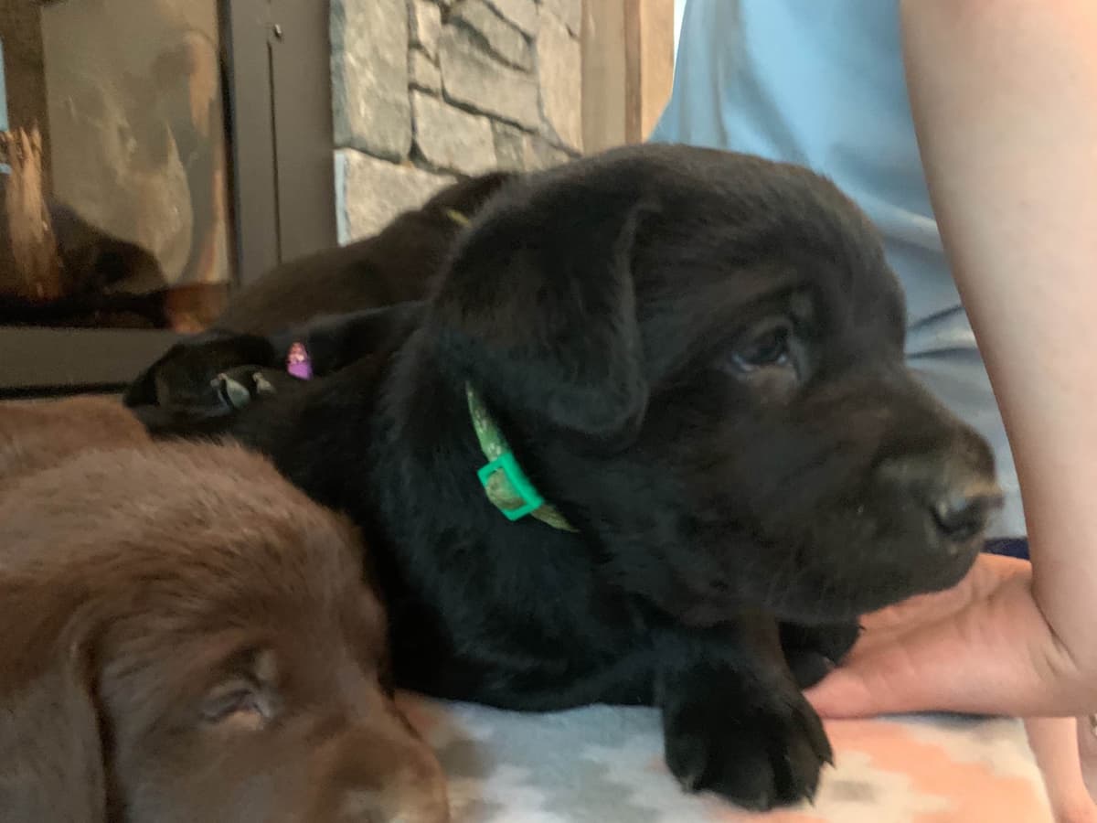 Labrador Retriever Puppies breeder image 11