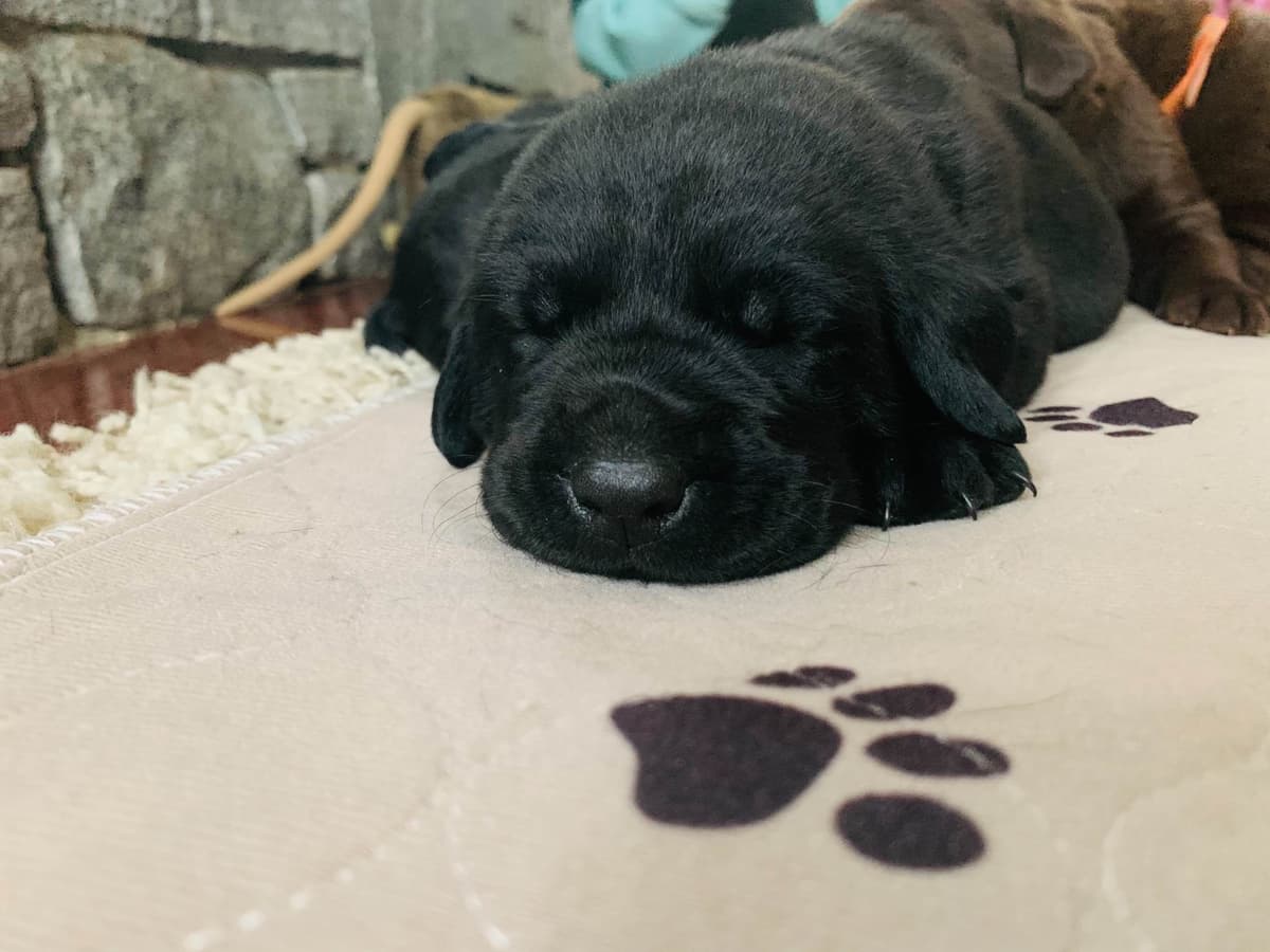 Labrador Retriever Puppies breeder image 12