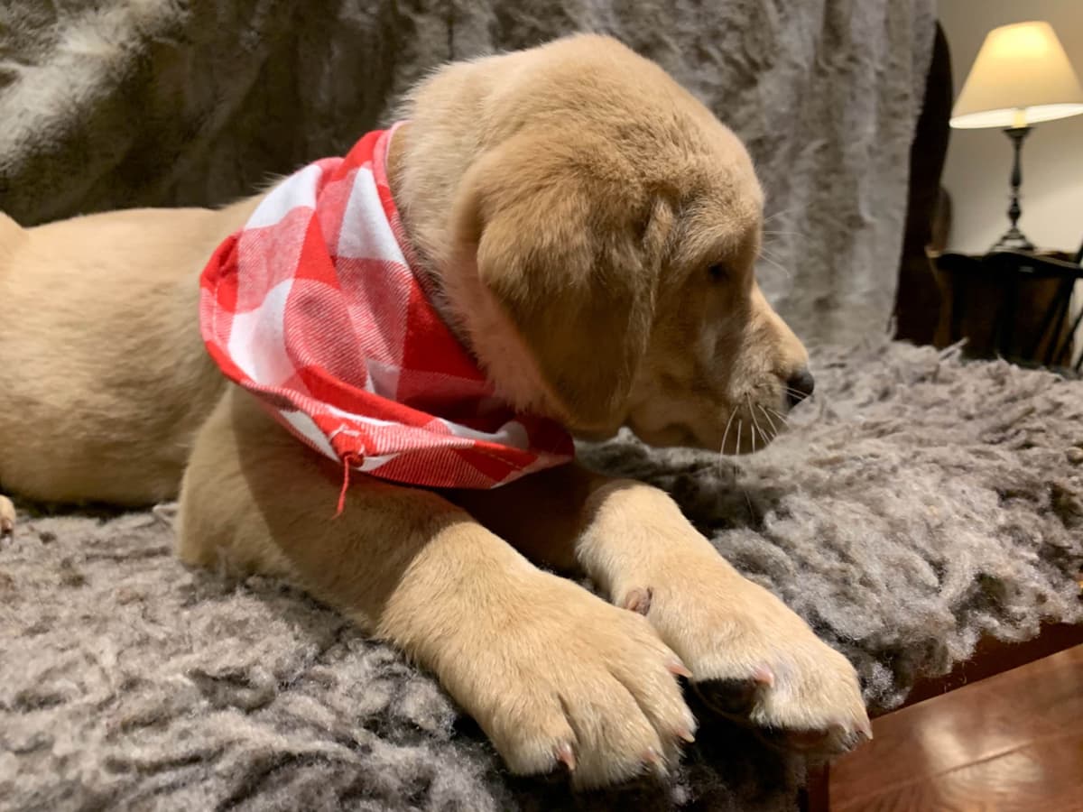 Labrador Retriever Puppies breeder image 13
