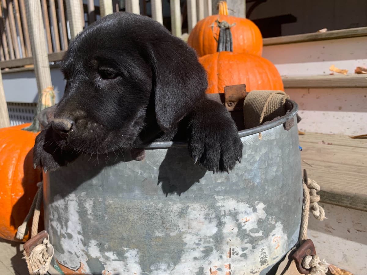 Labrador Retriever Puppies breeder image 15