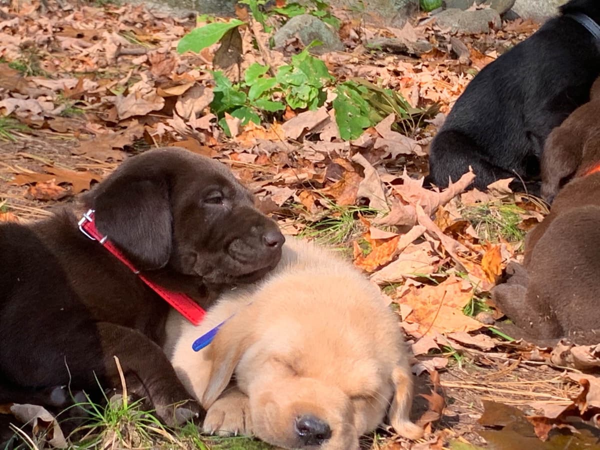 Labrador Retriever Puppies breeder image 16