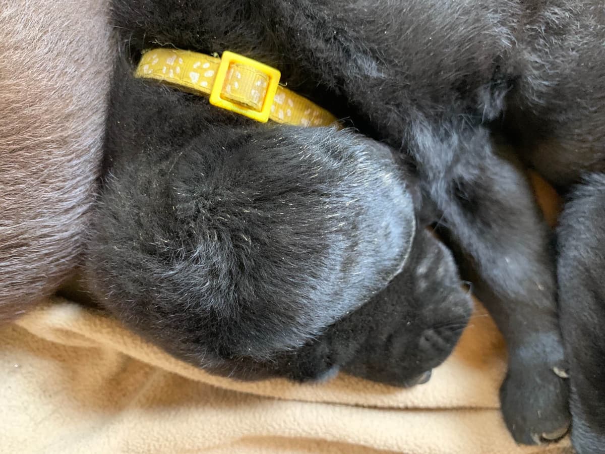 Labrador Retriever Puppies breeder image 17