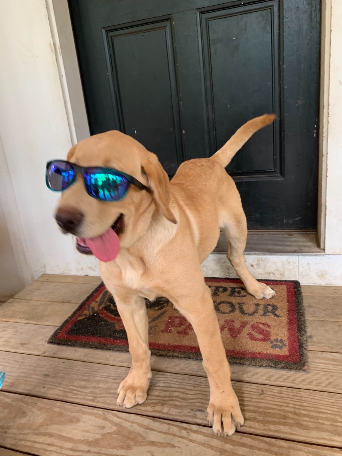 Labrador Retriever Puppies breeder image 18
